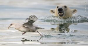 Filho de urso polar caçando uma ave. A imagem foi uma das selecionadas para prêmio People's Choice Fotógrafo da vida selvagem do ano