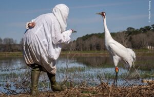 Um homem vestido de branco interage com um grou, espécie de ave em extinção. A foto faz parte do prêmio Escolha do Público do concurso do Museu de História Natural 