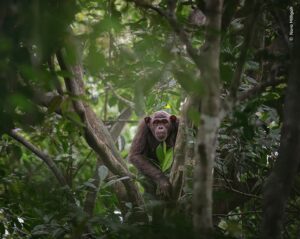 Chimpanzé na árvore. Foto é finalista do prêmio Escolha do Público do concurso de fotografia da Vida Selvagem