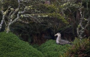 Uma ave marinha sentado no seu ninho em uma floresta na Nova Zelândia. A imagem é uma das finalistas do concurso de fotografia da natureza