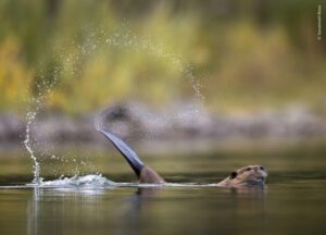 Castor bate a cauda na água. A foto é finalista do prêmio Escolha do Público