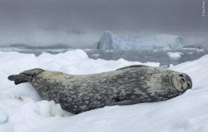 Foca deitada em um bloco de gela na Antártica. A imagem faz parte da votação Escolha do Público do prêmio de fotos da vida selvagem