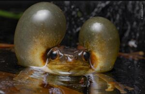 Perereca estufando as bochechas. A imagem é uma das finalistas no prêmio Escolha do Público do concurso de fotos de natureza