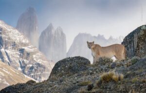 Um puma no alto de uma montanha no Chile. A foto é uma das finalistas do concurso do Museu de História Natural