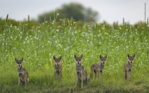 Uma matilha de lobos em um campo florido. A imagem capturada na Índia é finalista do prêmio de fotografia da vida selvagem