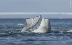 Baleia beluga esfrega o corpo no fundo de um riacho. A foto é finalista no concurso de fotografia da vida selvagem