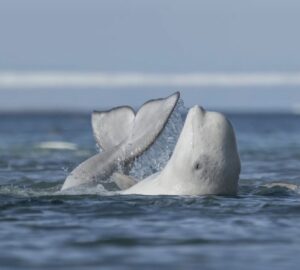 Baleia beluga esfrega o corpo no fundo de um riacho. A foto é finalista no concurso de fotografia da vida selvagem