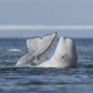 Baleia beluga esfrega o corpo no fundo de um riacho. A foto é finalista no concurso de fotografia da vida selvagem