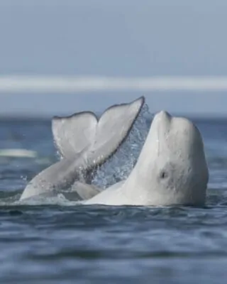 Baleia beluga esfrega o corpo no fundo de um riacho. A foto é finalista no concurso de fotografia da vida selvagem