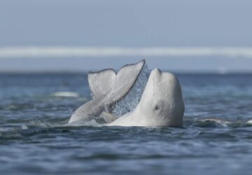 Baleia beluga esfrega o corpo no fundo de um riacho. A foto é finalista no concurso de fotografia da vida selvagem