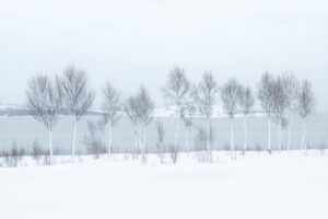 Árvores cobertas de neve na Noruega. A imagem faz parte do portfólio do fotógrafo do ano premiado no concurso de fotos de paisagem