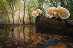 Cogumelos capturados em uma floresta na Holanda. A imagem foi premiada no concurso de fotografia de paisagem