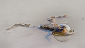 Sapo em um lago com a cabeça dentro de uma bolha. A imagem foi premiada na categoria réptil do Comedy Wildlife Awards