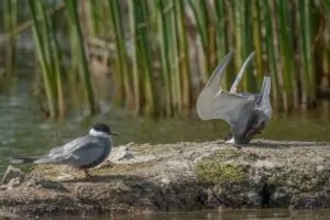 Uma andorinha cai ao tentar pousar. A foto foi vencedora na categoria Aves no concurso de fotos comédia da vida selvagem