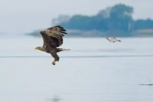 Uma águia sendo perseguida por um peixe. A foto foi vencedora na categoria Répteis do prêmio de fotos engraçadas da vida selvagem