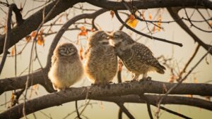 Três corujinhas pousadas em um galho e duas delas se beijando. A imagem foi premiada na categoria Junior do concurso Comedy Wildlife Photography Awards