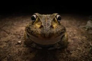 Um sapo encarando a câmara do fotógrafo. A imagem ganho na categoria Jovem Fotógrafo do concurso de fotos engraçadas da vida selvagem