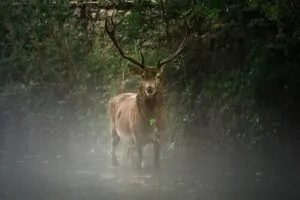 Um veado envolto na névoa do Parque Nacional de Abruzzo, na Itália. A imagem foi premiada no concurso de fotografia da natureza