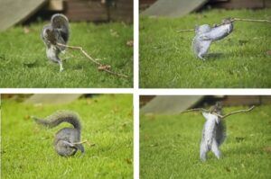 Sequência de fotos de esquilos fazendo diversas poses. As imagens venceram na categoria Série do prêmio de fotos de Comédia da Vida Selvagem