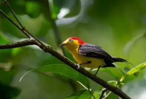 Pássaro pousado em um galho na Área de relevante interesse ecológico Javari-Buriti. A imagem foi premiada na etapa Brasil do Wiki Loves Earth