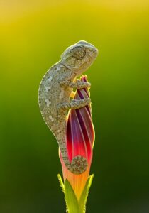 Filhote de camaleão segurando uma flor. A imagem premiada no concurso de fotos da natureza foi capturada no Parque Natural Kapıçam, na Turquia