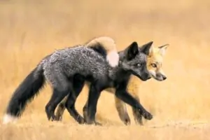 Duas raposas abraçadas caminhando. A imagem foi vencedora na categoria Retratos de Animais do Fotógrafo de Natureza do Ano