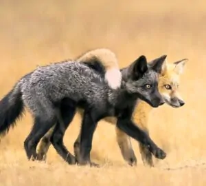 Duas raposas abraçadas caminhando. A imagem foi vencedora na categoria Retratos de Animais do Fotógrafo de Natureza do Ano