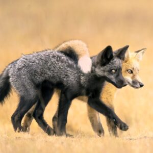 Duas raposas abraçadas caminhando. A imagem foi vencedora na categoria Retratos de Animais do Fotógrafo de Natureza do Ano