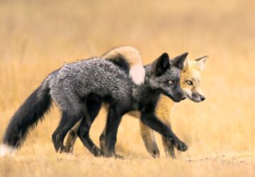 Duas raposas abraçadas caminhando. A imagem foi vencedora na categoria Retratos de Animais do Fotógrafo de Natureza do Ano