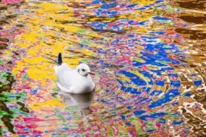 Uma gaivota nada em um lago em Amsterdã com reflexos coloridos na água. A foto foi premiada no concurso de fotos de natureza