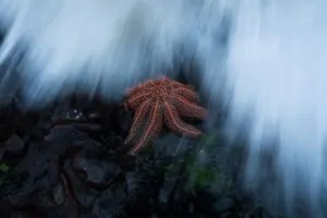 Uma estrela-do-mar de recife fotografa na Nova Zelândia foi uma das imagens premiadas no NPOTY 2024