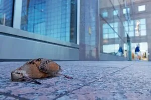 Pássaro caído no chão após se chocar com uma janela. A imagem faz parte da série premiada no concurso Fotógrafo de Natureza do Ano