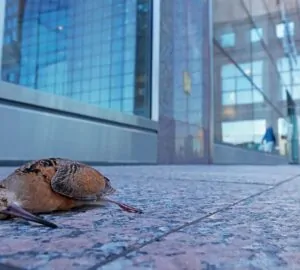 Ave caída perto de uma janela. A imagem faz parte da série premiada no concurso de fotografia de conservação