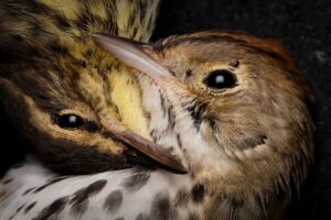 Duas aves mortas. A imagem faz parte da série premiada no concurso Fotógrafo de Natureza do Ano sobre aves migratórias