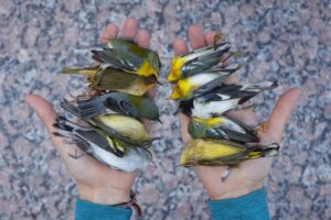 Mãos segurando pássaros mortos. A foto faz parte da série sobre aves migratórios premiada no concurso Fotógrafo de Natureza do Ano