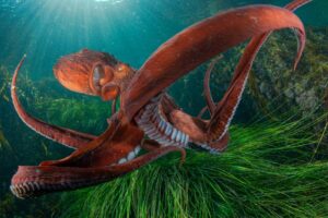 Um polvo gigante nadando na Baía de Rudnaya, norte de Primorye, Mar do Japão. A foto foi premiada no concurso NPOTY 2024