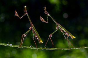 Louva-a-deus caminhando em um galho no Parque Natural Kapıçam, na Turquia. A foto foi uma das vencedoras do concurso de fotografia da natureza