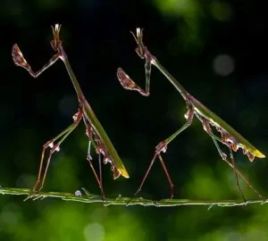 Louva-a-deus caminhando em um galho no Parque Natural Kapıçam, na Turquia. A foto foi uma das vencedoras do concurso de fotografia da natureza