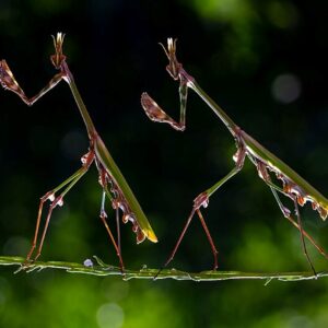 Louva-a-deus caminhando em um galho no Parque Natural Kapıçam, na Turquia. A foto foi uma das vencedoras do concurso de fotografia da natureza