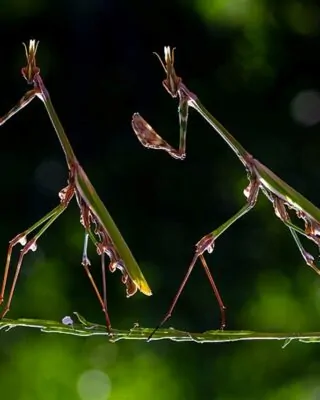 Louva-a-deus caminhando em um galho no Parque Natural Kapıçam, na Turquia. A foto foi uma das vencedoras do concurso de fotografia da natureza