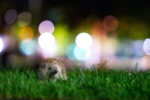 Um ouriço procura comida em um parque em Viena foi uma das imagens vencedoras do concurso de fotos da natureza urbana