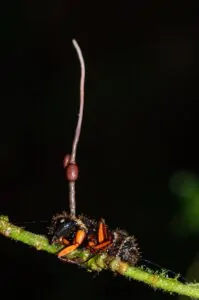 Formigas parasitadas por fungo foi a imagem capturada na Floresta Nacional de Canela/RS e premiada na etapa Brasil do Wiki Loves Earth