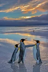 Três pinguins em uma praia. A imagem foi uma das finalistas do concurso de fotos engraçadas da vida selvagem