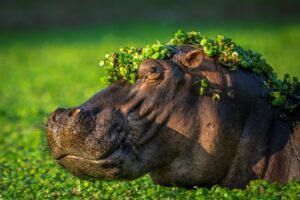 Hipopótamo com flores aquáticas na cabeça foi uma das imagens finalista no concurso Comedy Wildlife Photography Awards