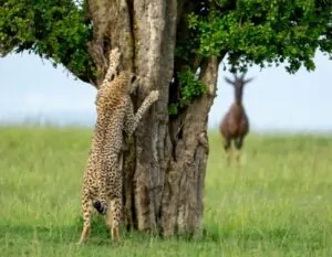 Guepardo se esconde atrás de uma árvore e girafa o observa ao fundo. A foto foi finalista no concurso de fotos engraçadas dos animais na natureza