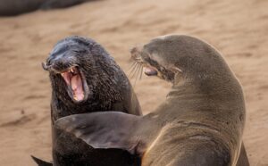 Duas focas na praia parecem estar rindo. A foto foi finalista no prêmio Comedy Wildlife Photography Awards