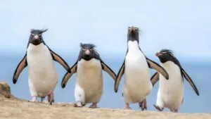 Quatro pinguins andando em uma praia. A imagem foi uma das finalistas do concurso de fotos cômicas da vida selvagem