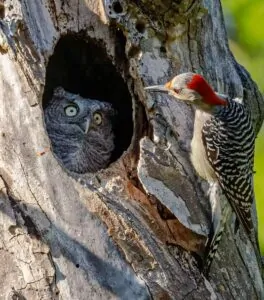 Um pica-pau observa uma coruja em um buraco na árvore. A imagem foi finalista do Comedy Wildlife Photography Awards