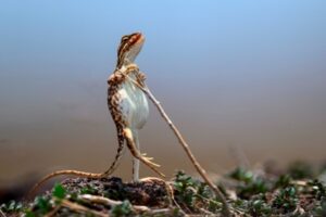 Lagarto fica em pé segurando um graveto. A foto foi finalista no concurso de fotos da vida selvagem