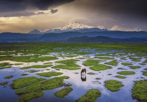 A grandeza do Hürmetçi Reedbed e da Montanha Erciyes com um cavalo bebendo água. A imagem foi premiada no Wiki Loves Earth 